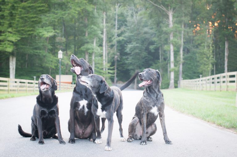A group of dogs sit at Hedgcock Dog Park 