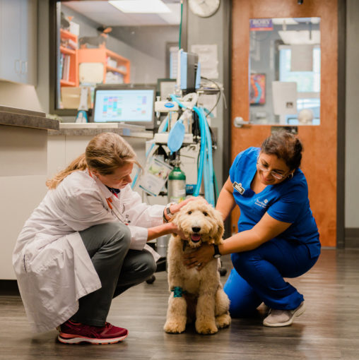 Feature image of Dr. Rebecca Slivka assisting a dog at Northwood Animal Hospital in High Point, NC