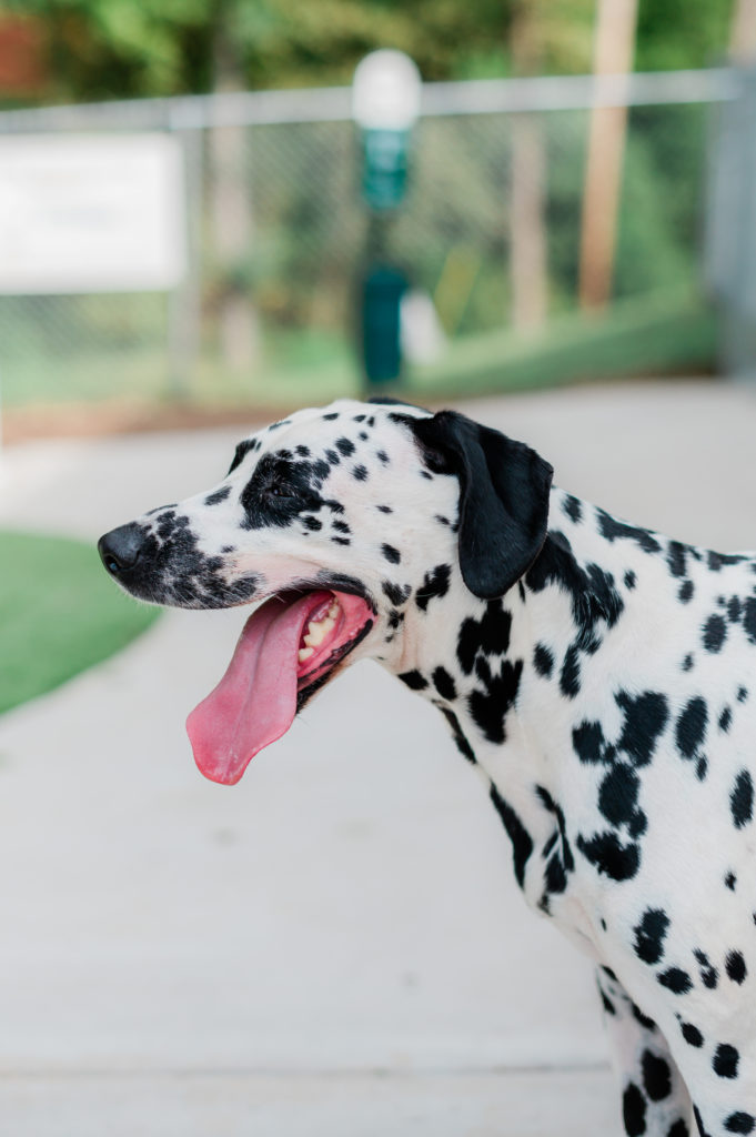 A dalmatian poses for a photo outside of Northwood Animal Hospital