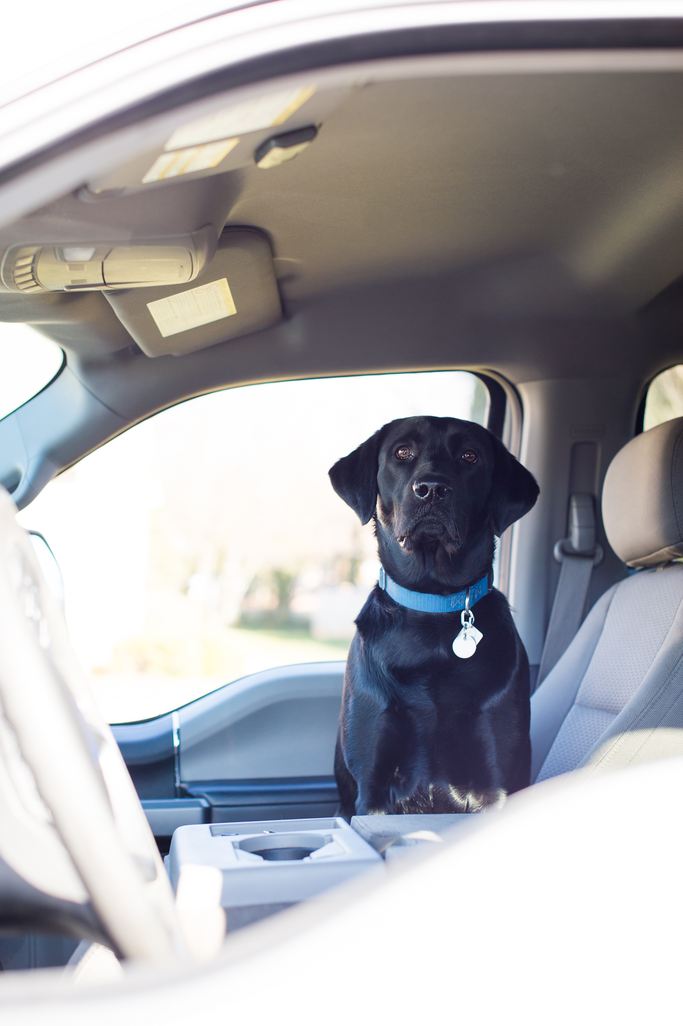 A black lab dog sits in the front seat of a truck. 