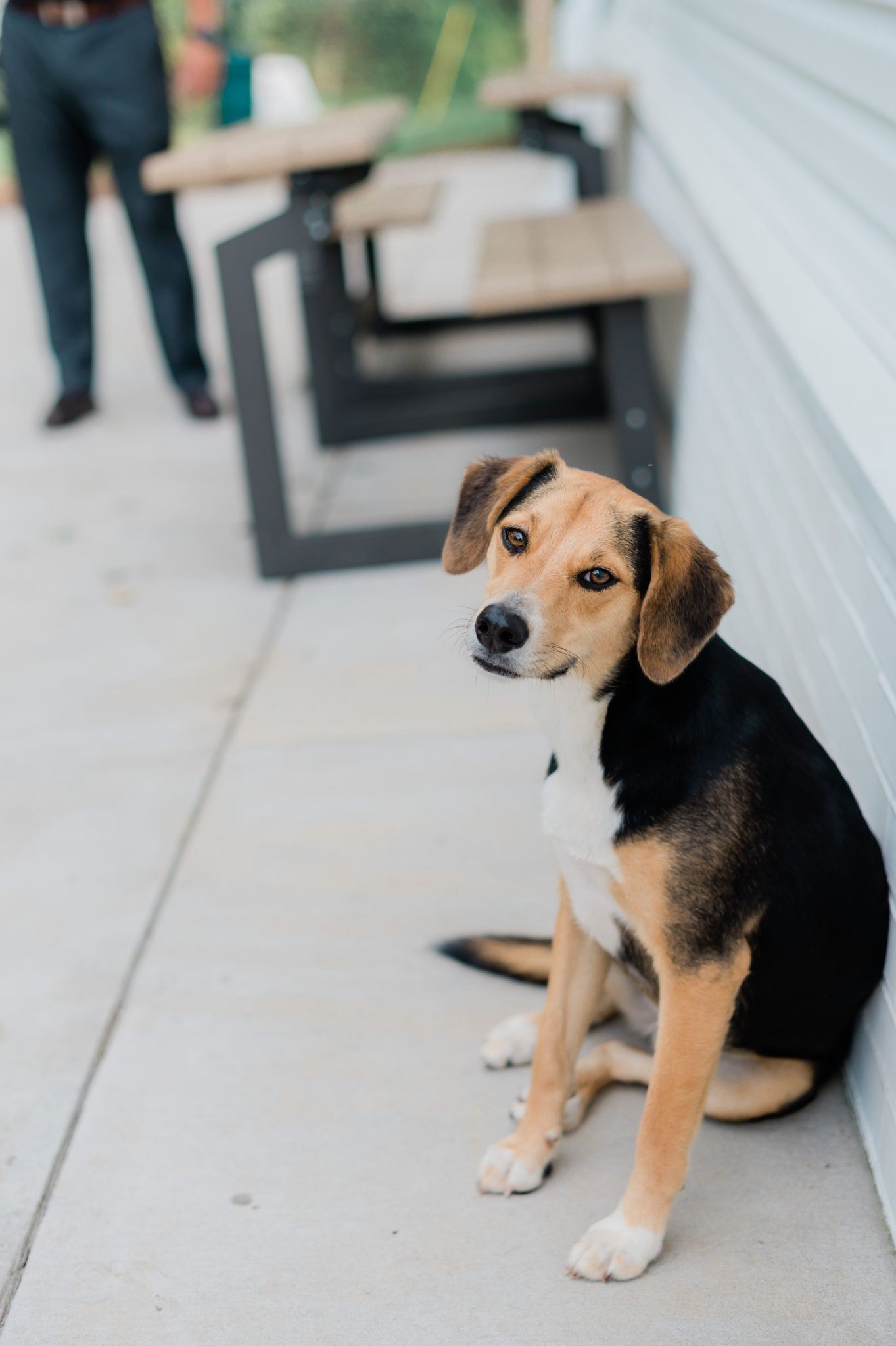 A beagle looks at the camera.