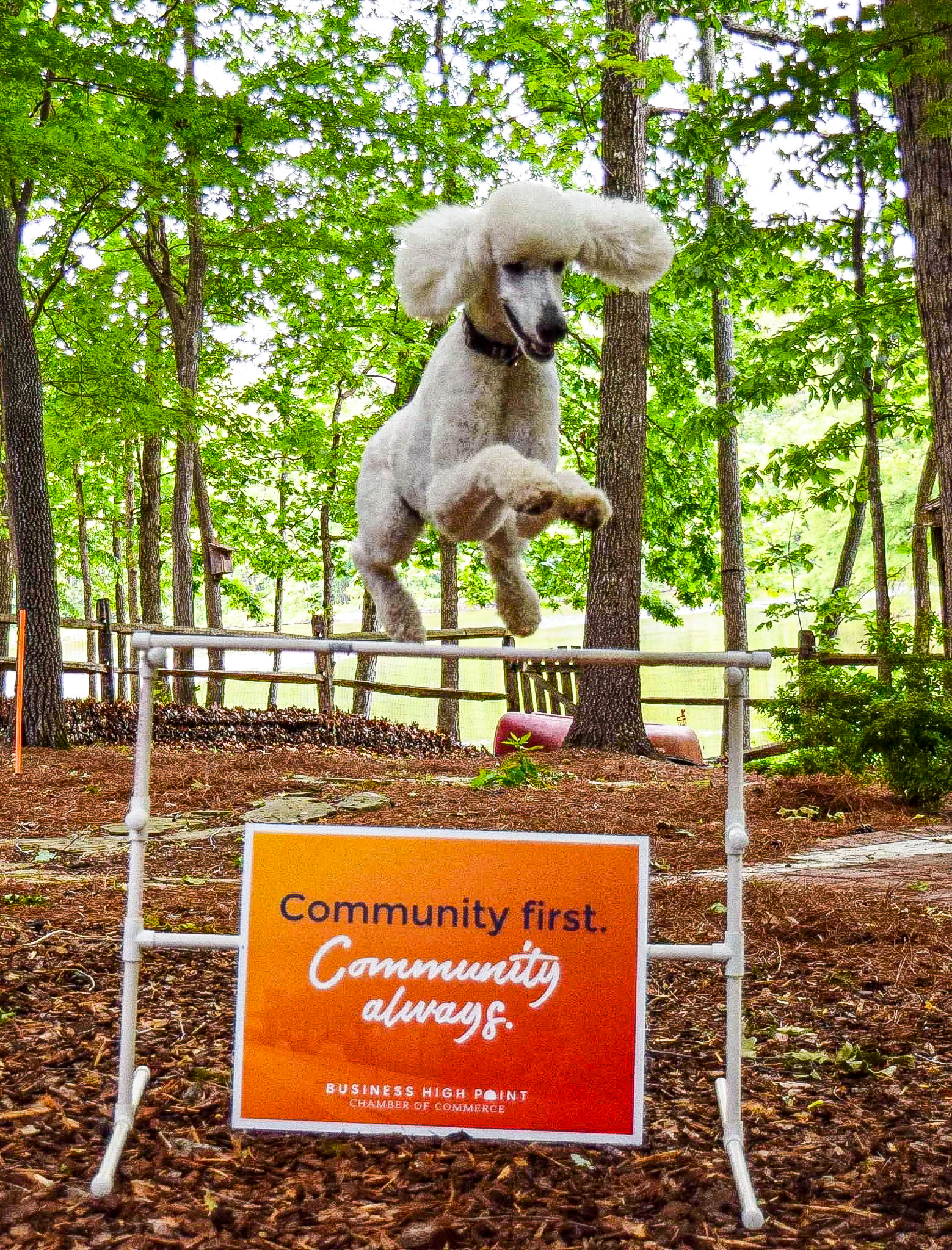 A white poodle jumps over a hurdle that has a "Community First. Community Always." sign on it.