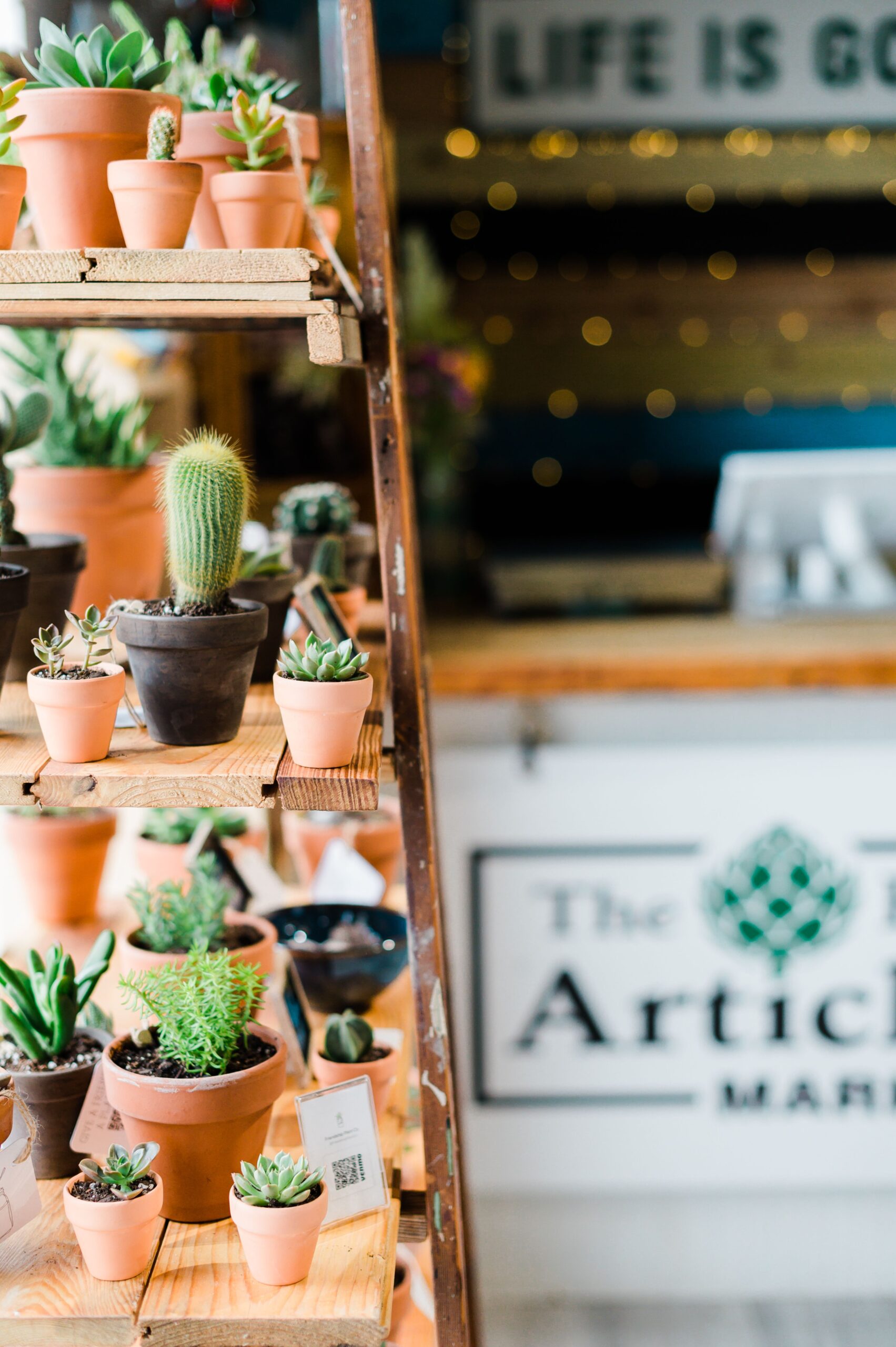 Shelves of succulents stand in front of The Budding Artichoke counter.