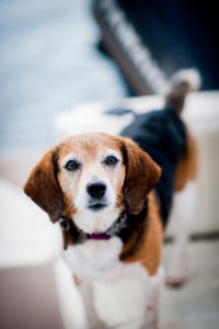 Riley the beagle stands for a photo in High Point, NC